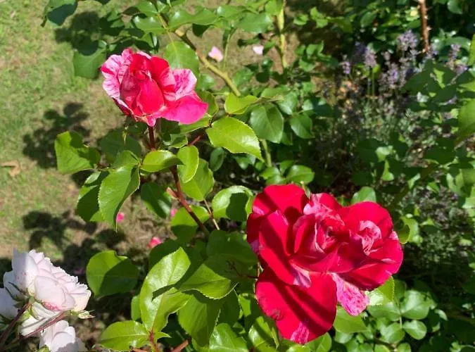 Bezaubernde Mit Rosengarten *