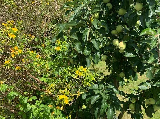 Bezaubernde Mit Rosengarten * Waldershof