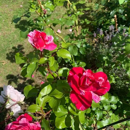 Bezaubernde Mit Rosengarten *