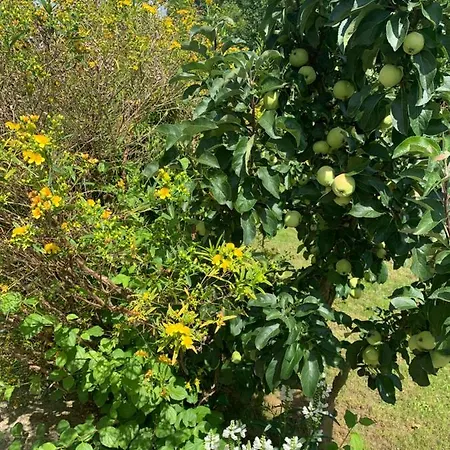 Bezaubernde Mit Rosengarten * Waldershof